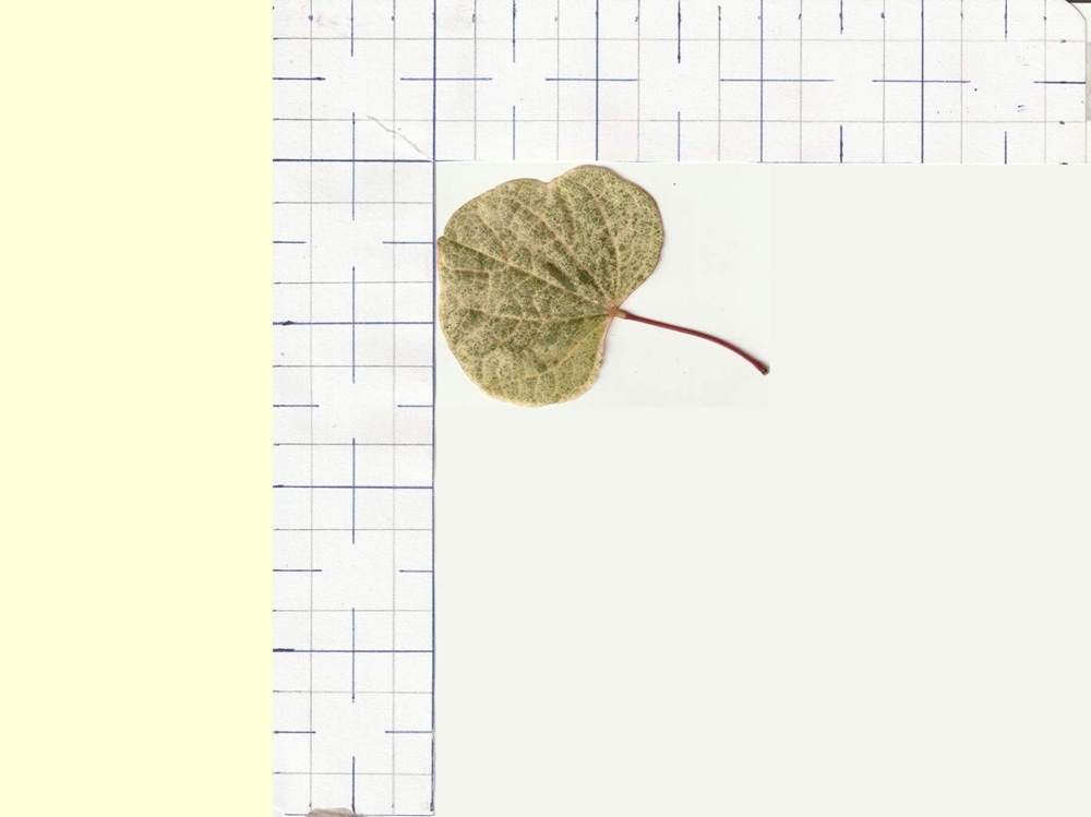 fabaceae cercis canadensis cv. 'carolina&nbsp;sweetheart'