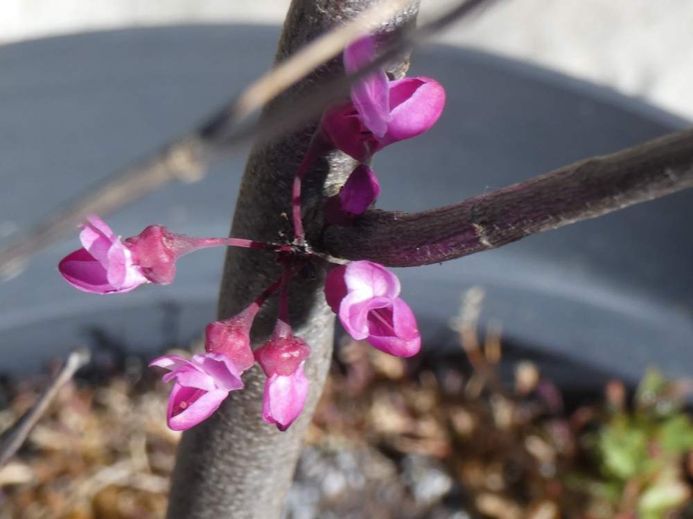jeune bois de fabaceae cercis canadensis cv. 'carolina sweetheart'