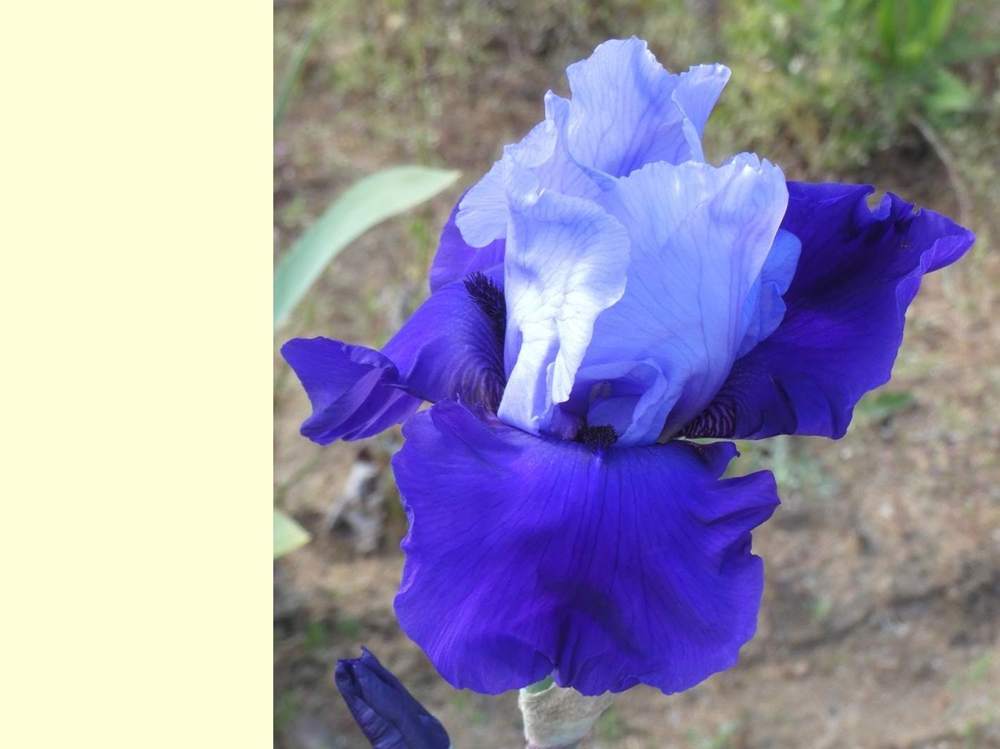 iridaceae iris barbu cv. 'cee cee'