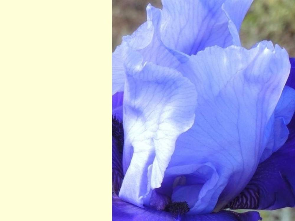 pétale de iridaceae iris barbu cv. 'cee cee'