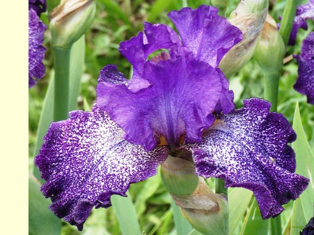 iridaceae iris barbu cv. 'celestial&nbsp;explosion'