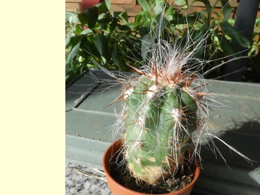 visuel de cactaceae oreocereus celsianus