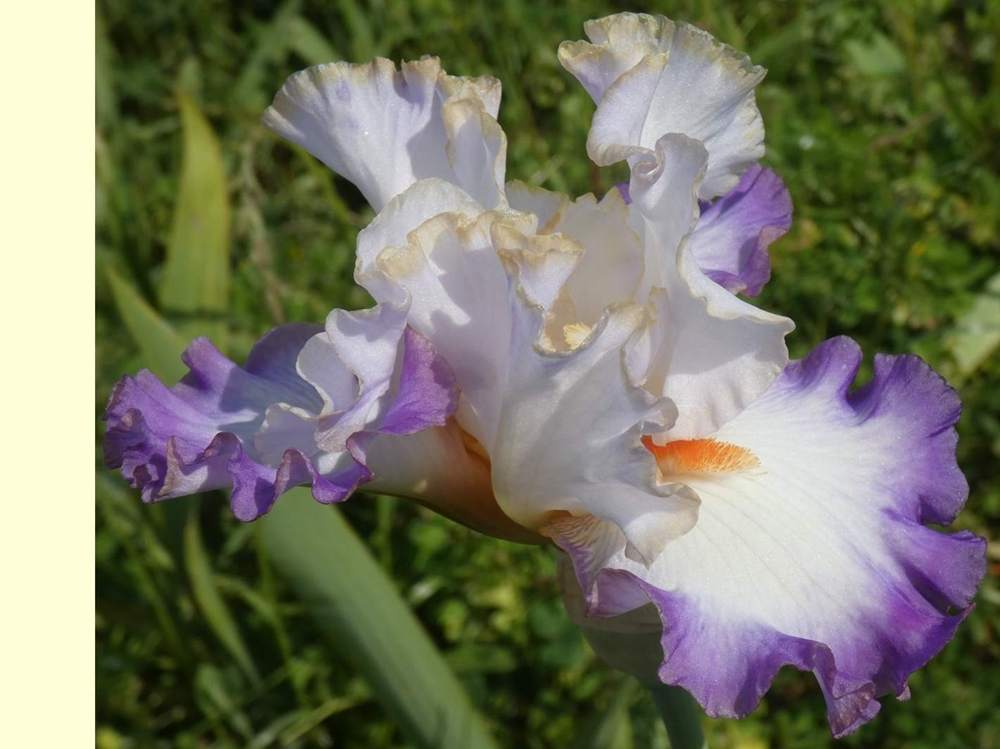 iridaceae iris barbu cv. 'Cerchi Sull' Acqua'