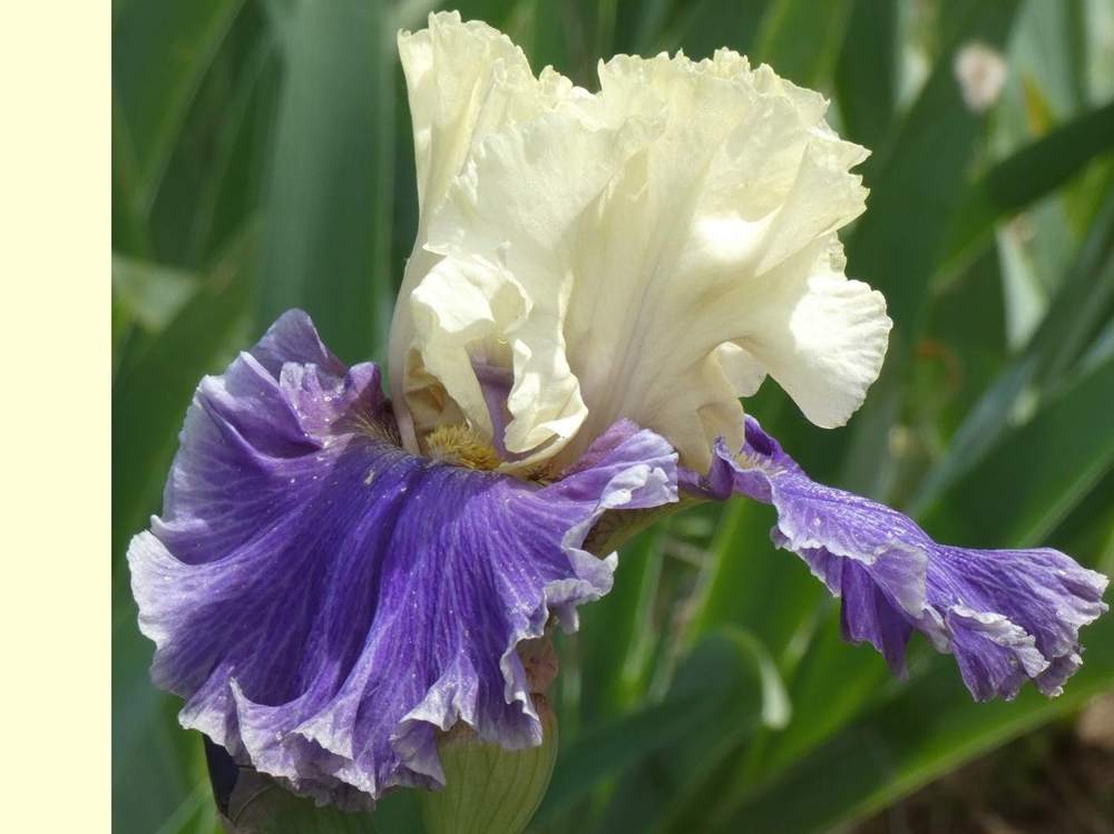 iridaceae iris barbu cv. 'champagne journey'