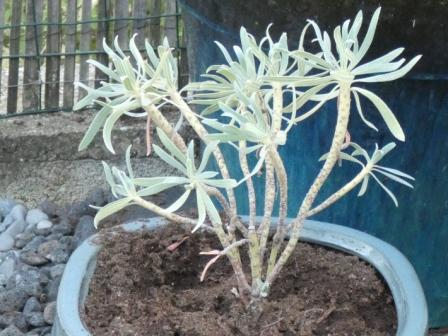 visuel Euphorbia characias