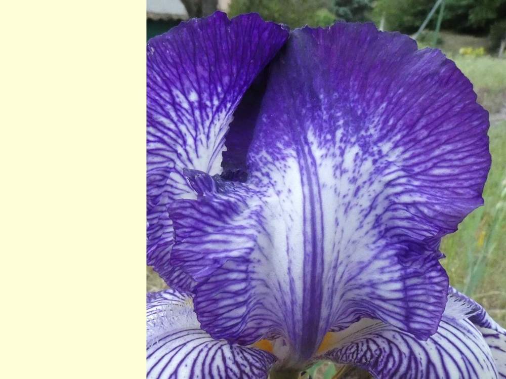 pétale de iridaceae iris barbu cv. 'circus stripes'