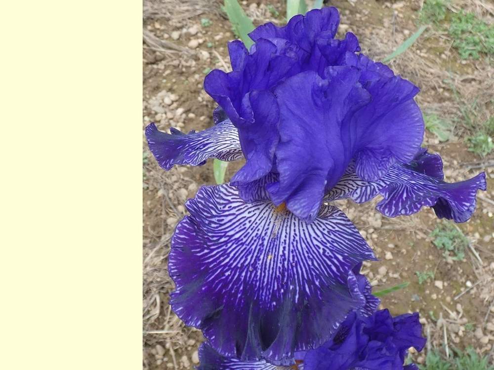 iridaceae iris barbu cv. 'Clotho's Web'