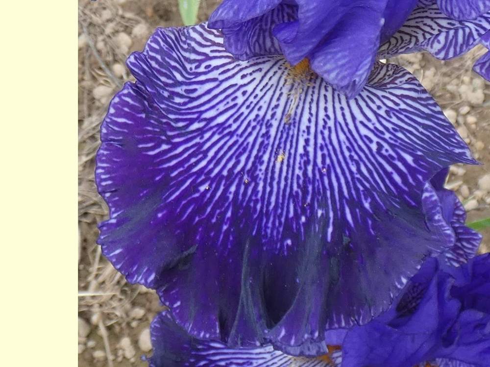 sépale de iridaceae iris barbu cv. 'clotho's web'