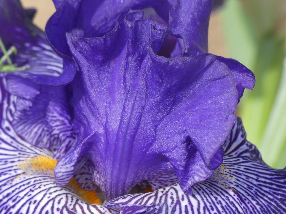 pétale de iridaceae iris barbu cv. 'clotho's web'