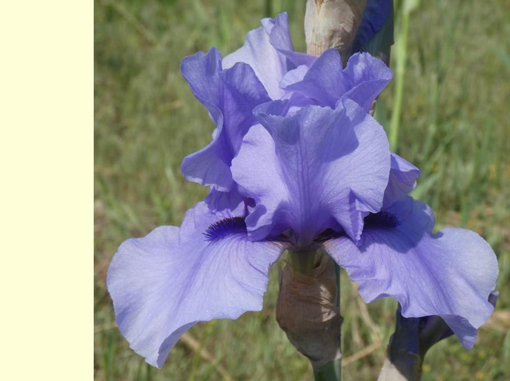 iridaceae iris barbu cv. 'codicil'