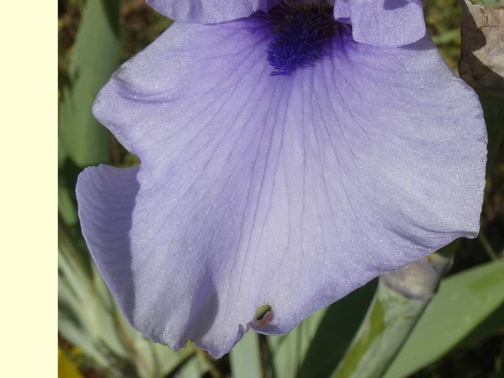 sépale de iridaceae iris barbu cv. 'codicil'