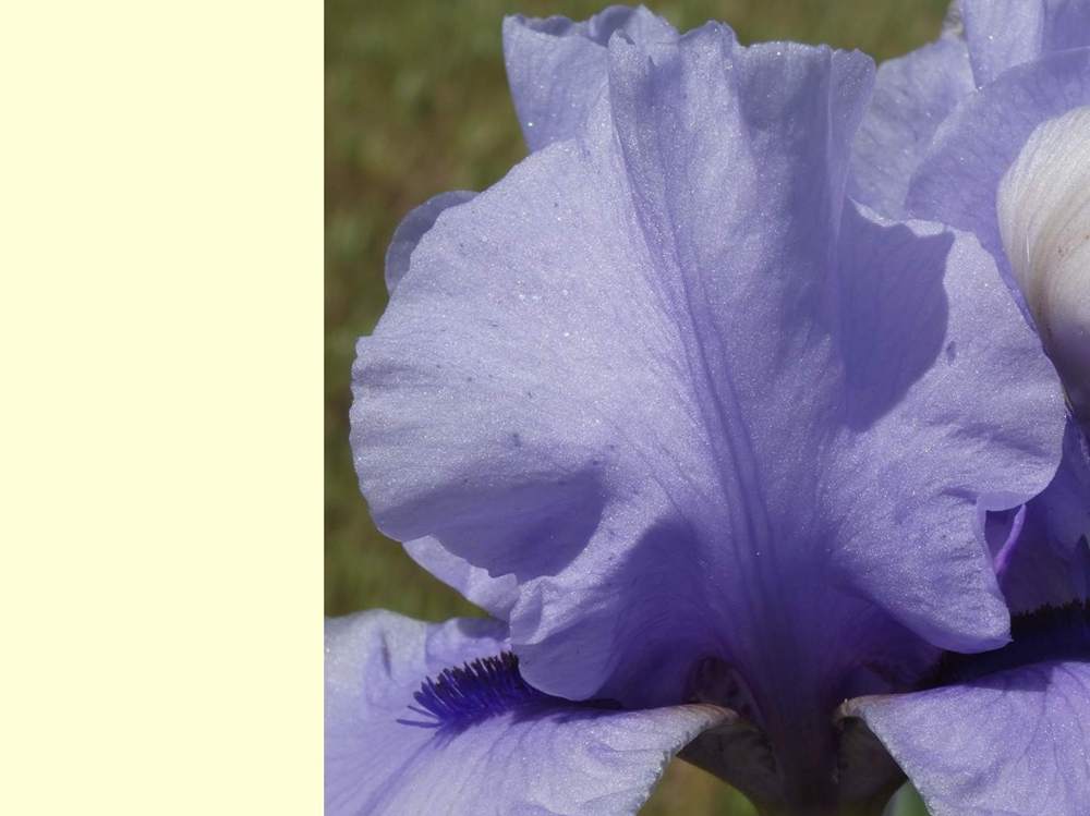 pétale de iridaceae iris barbu cv. 'codicil'