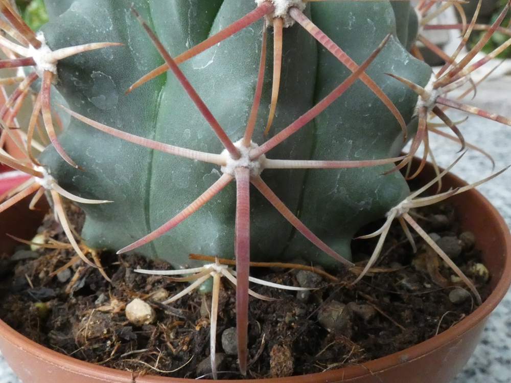 aréole-aiguillon de cactaceae ferocactus gracilis ssp. coloratus