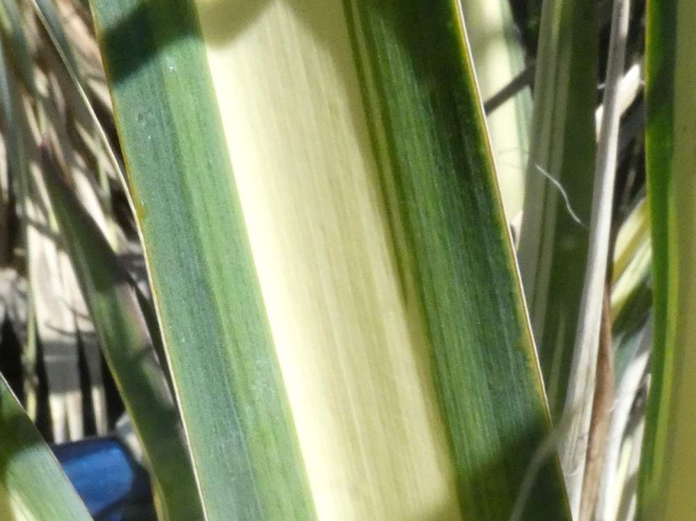 marge de agavaceae yucca filamentosa cv. 'color guard'