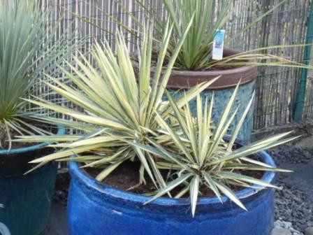 visuel Yucca filamentosa 'Color Guard'