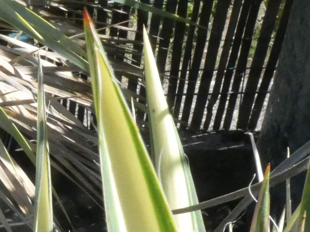 pointe de agavaceae yucca filamentosa cv. 'color guard'