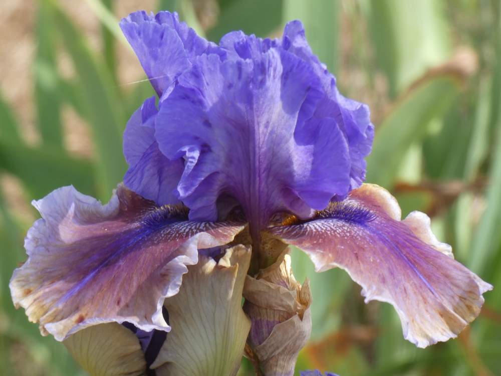 fleur de iridaceae iris barbu cv. 'comicopera'