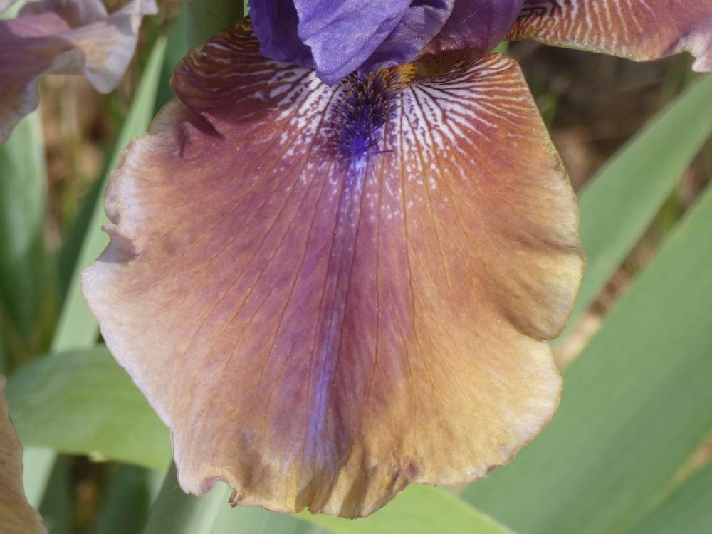 sépale de iridaceae iris barbu cv. 'comic opera'
