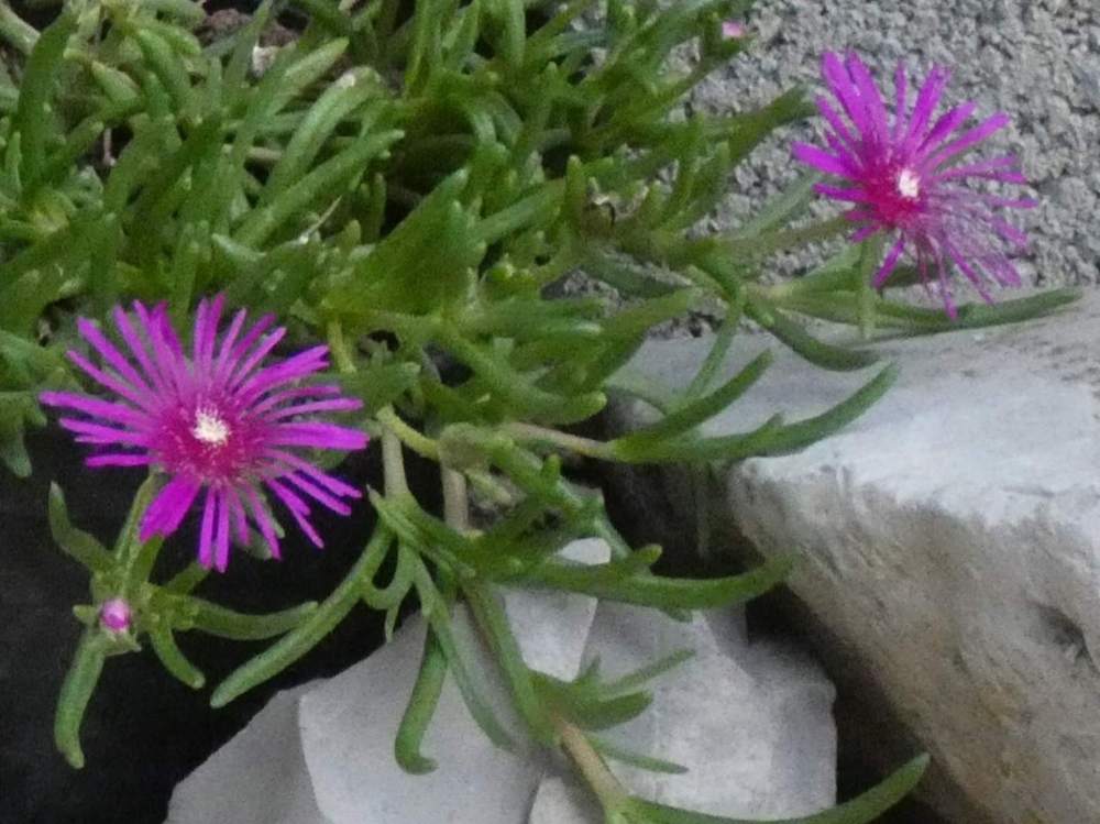 fleur de aizoaceae delosperma cooperii