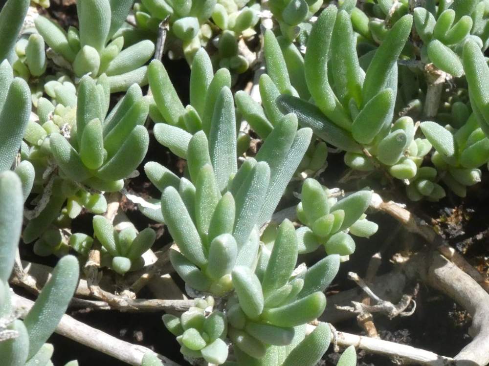 Aizoaceae delosperma cooperii