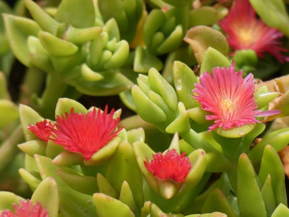 fleur de aizoaceae mesembryanthemum cordifolia