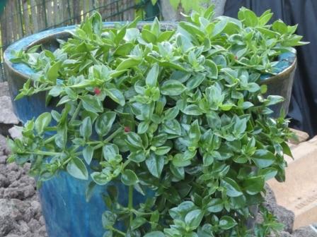 visuel Aptenia cordifolia