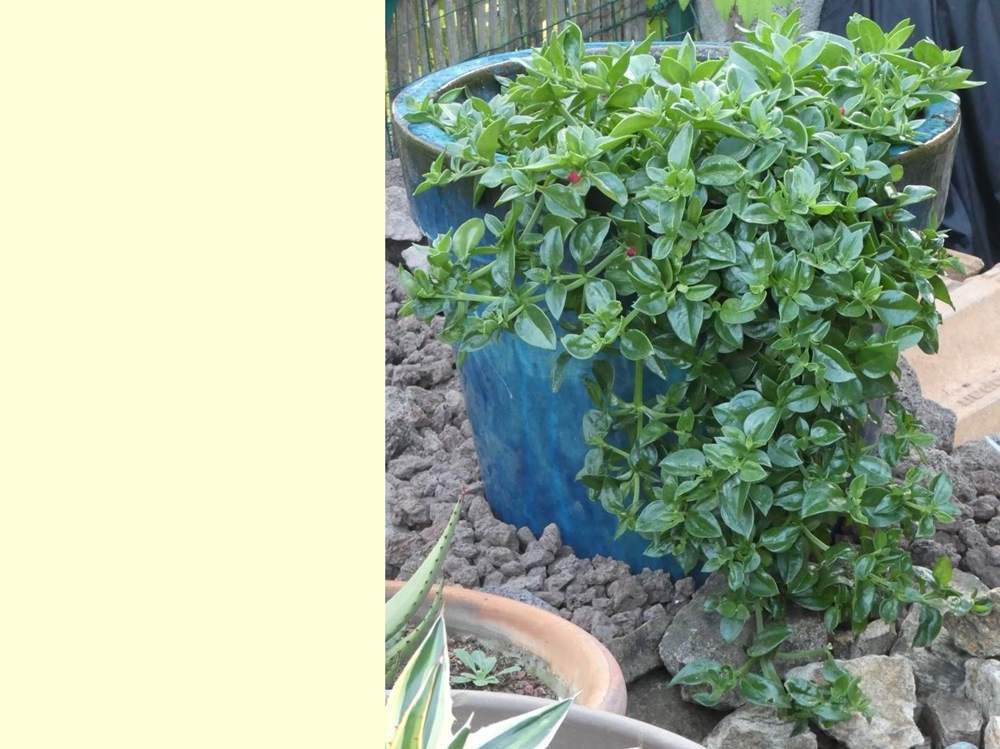 Aizoaceae Agave bracteosa'