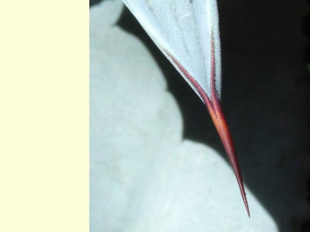 pointe de agavaceae agave cordillerensis