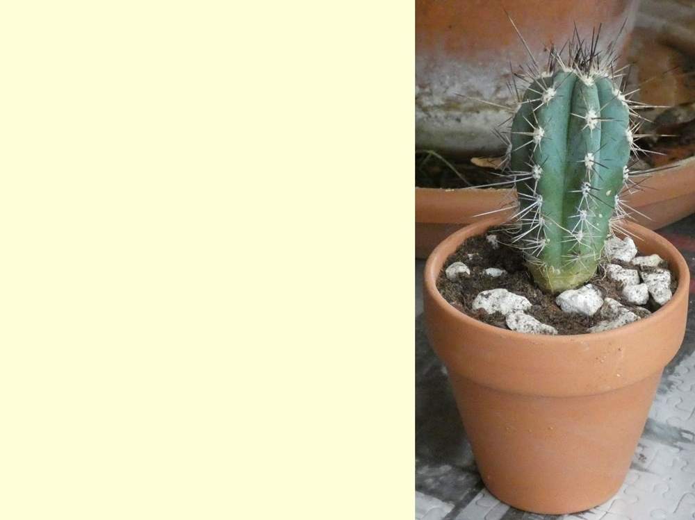 Cactaceae Stetsonia coryne