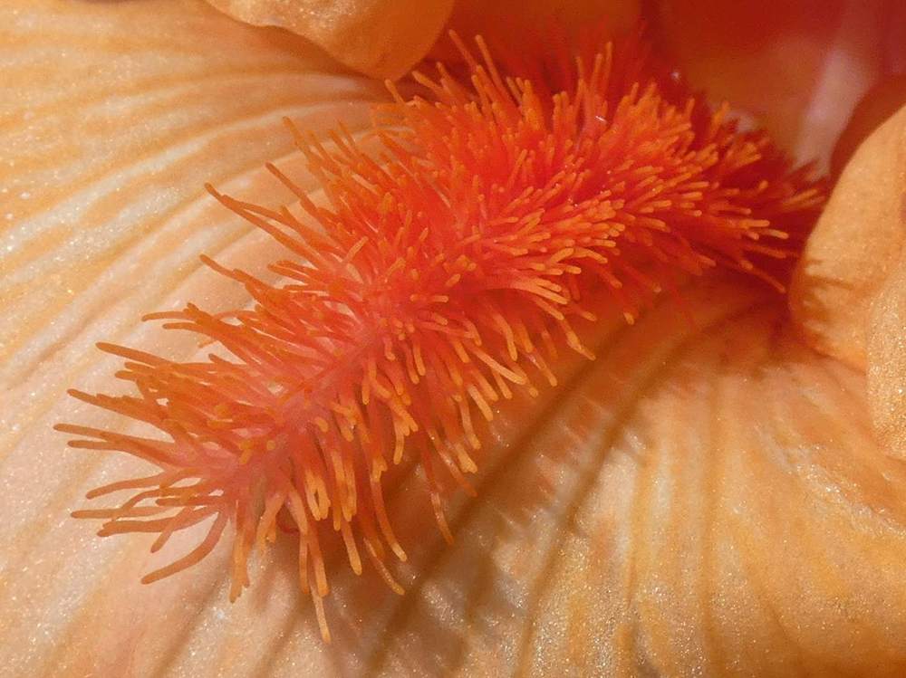 barbe de iridaceae iris barbu cv. 'coup de soleil'