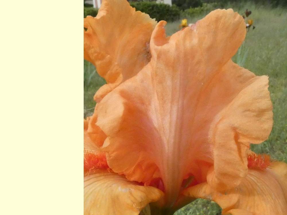 pétale de iridaceae iris barbu cv. 'coup de soleil'