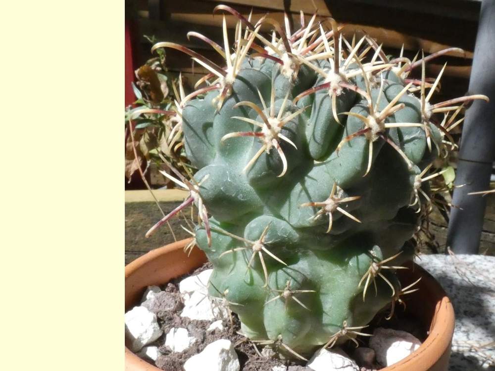 Cactaceae Glandulicactus crassihamatus