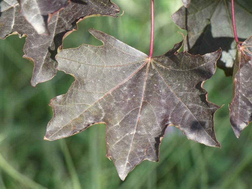 été de aceraceae acer platanoides cv. 'crimson king'