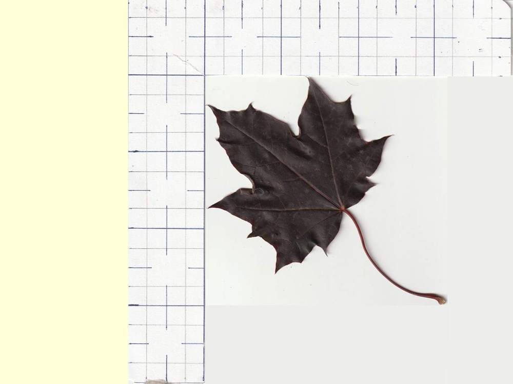 Aceraceae Acer platanoides cv. 'crimson king'