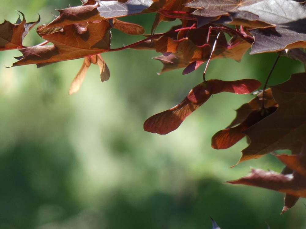 samare de aceraceae acer platanoides cv. 'crimson king'