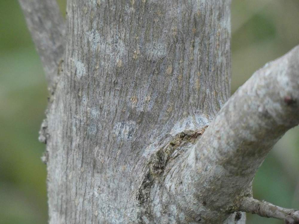 écorce de aceraceae acer platanoides cv. 'crimson king'