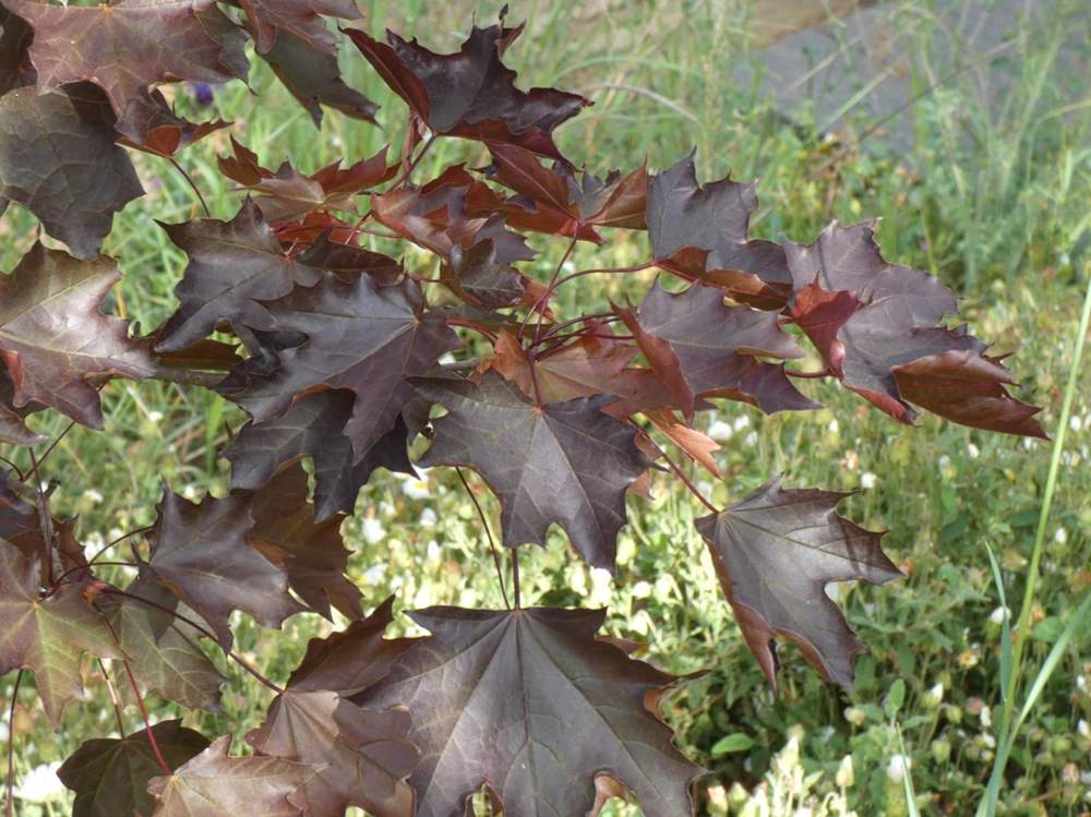 printemps de aceraceae acer platanoides cv. 'crimson king'