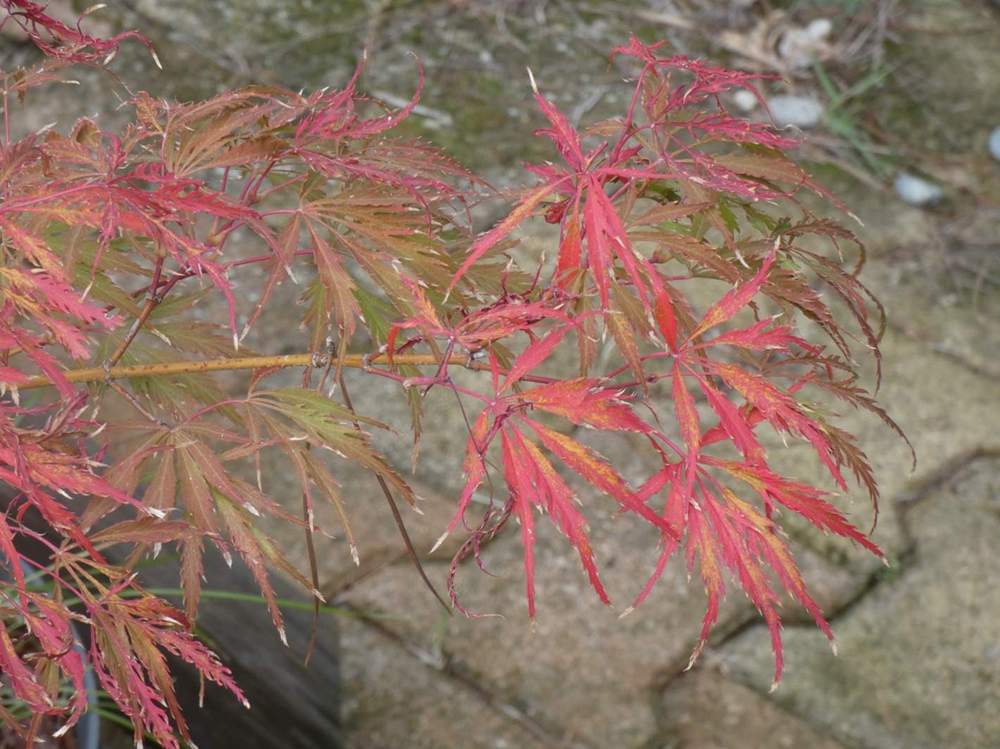 automne de aceraceae acer palmatum ssp. matsumurae gr. dissectum cv. 'crimson queen'