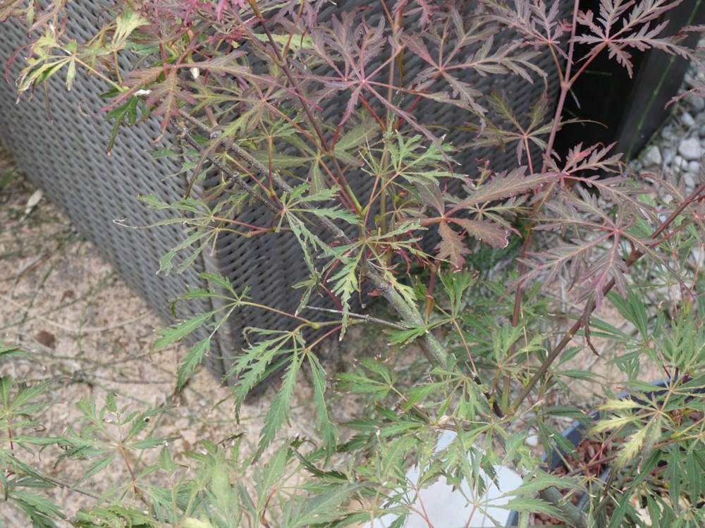 été de aceraceae acer palmatum ssp. matsumurae gr. dissectum cv. 'crimson queen'