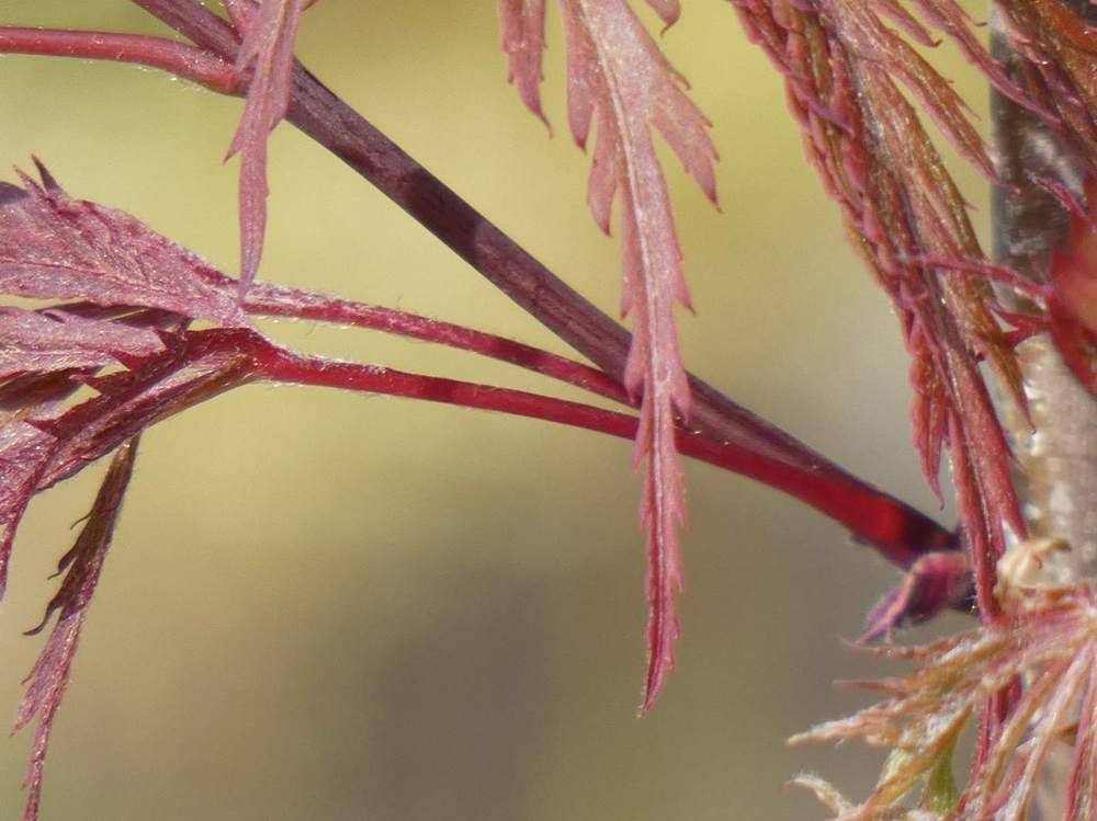 jeune bois de aceraceae acer palmatum ssp. matsumurae gr. dissectum cv. 'crimson queen'