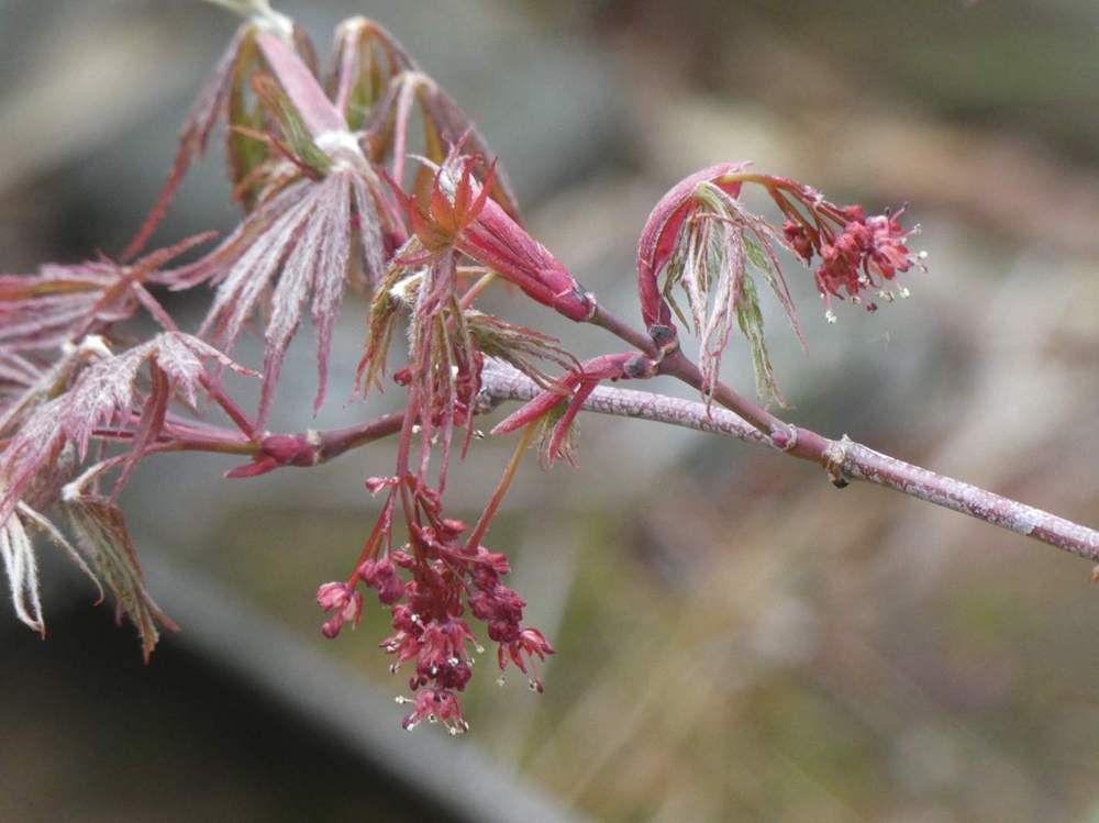 fleur de aceraceae acer palmatum ssp. matsumurae gr. dissectum cv. 'crimson queen'
