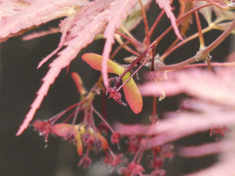samare de aceraceae acer palmatum ssp. matsumurae gr. dissectum cv. 'crimson queen'