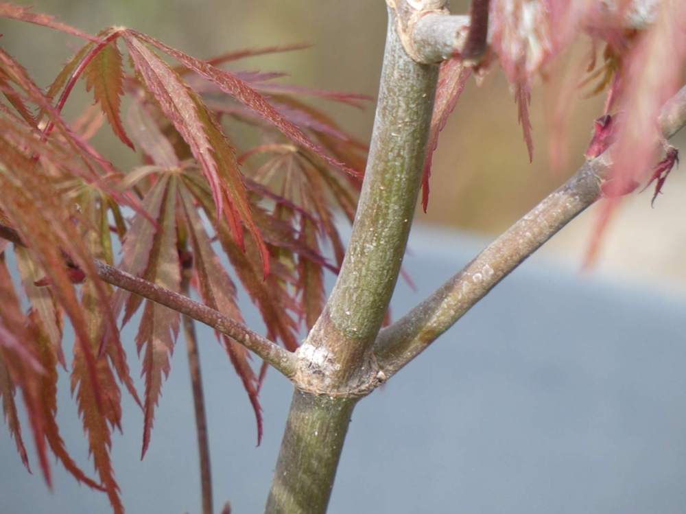 écorce de aceraceae acer palmatum ssp. matsumurae gr. dissectum cv. 'crimson queen'