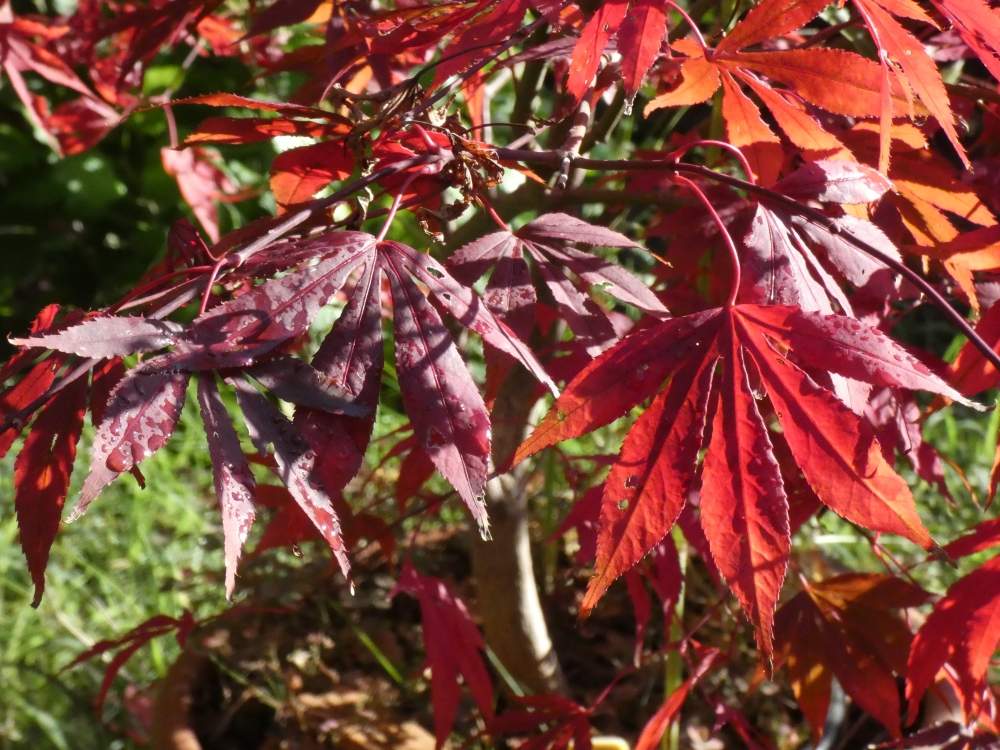 automne de aceraceae acer palmatum ssp. matsumurae cv. 'daddy ani twenty one'
