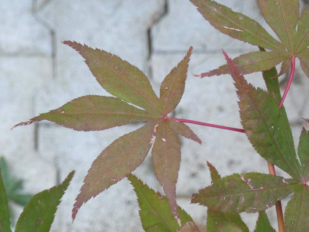 été de aceraceae acer palmatum ssp. matsumurae cv. 'daddy ani twenty one'