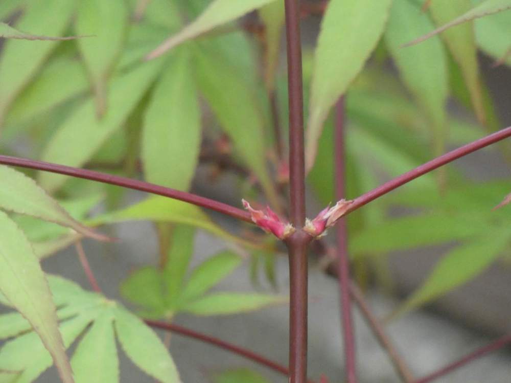 jeune bois de aceraceae acer palmatum ssp. matsumurae cv. 'daddy ani twenty one'