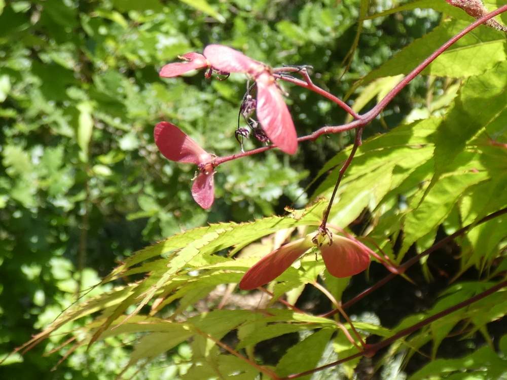 samare de aceraceae acer palmatum ssp. matsumurae cv. 'daddy ani twenty one'