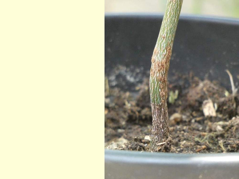 écorce de aceraceae acer palmatum ssp. matsumurae cv. 'daddy ani twenty one'