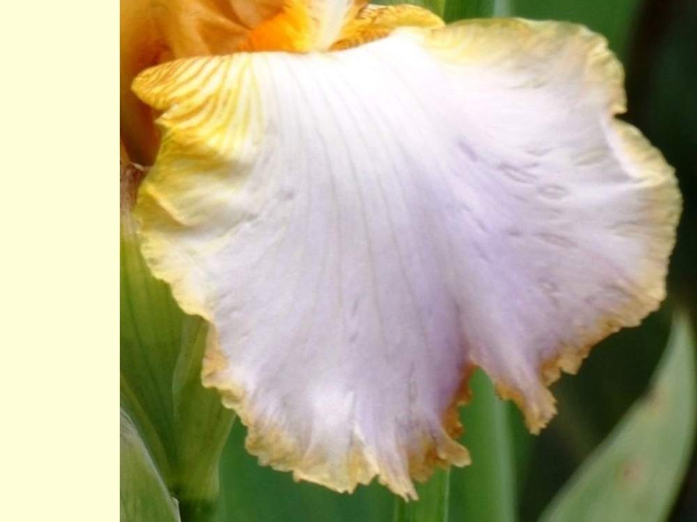 sépale de iridaceae iris barbu cv. 'decory win'