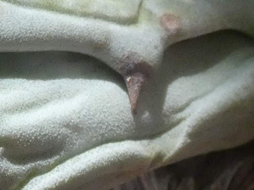 dent de agavaceae agave deserti